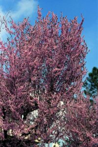 Una scena di primavera, un albero di prugno fiorito che si staglia contro un cielo azzurro, circondato da una ricca vegetazione in fiore unimmagine incantevole che ritrae la fioritura di un albero di ciliegio