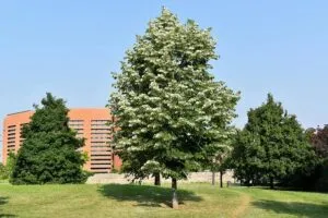 Unimmagine che raffigura una città moderna dove lalbero argentato OakAlbero, labete, il tiglio, la quercia e lerba verde del prato si uniscono per creare un bellissimo parco, uno spazio verde ideale per rilassarsi e godersi il campus