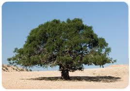 Un albero marocchino quercia che si erge maestoso con il suo tronco dalbero possente Una pianta dalle foglie tigrate, una conifera dalle radici profonde che prospera allaperto e anche in vaso Un albero resistente come il tiglio, che offre riparo e nutrimento ai suoi abitanti