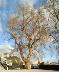 Questa immagine mostra un albero orientale che spicca sullo sfondo della città Una grande quercia e un acero si ergono su un tronco dalbero, mentre una panchina e unauto sono parcheggiate vicino alla base Una ruota è posta ai piedi dellalbero, come se fosse lì per rappresentare tutti i movimenti della città