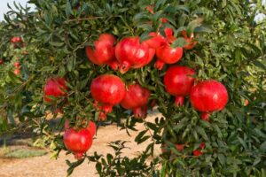 Unimmagine ricca di frutta un melograno e una mela, simbolo di una sana e ricca fruizione di cibo, piante e prodotti naturali
