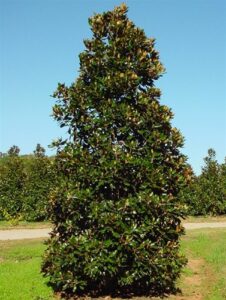 Questa immagine ritrae una vista suggestiva di una valle boscosa in cui si possono ammirare alberi di magnolia dolce, di quercia, di tiglio, di conifera e di pino Un luogo di pace circondato da una ricca vegetazione che rende magica ogni stagione