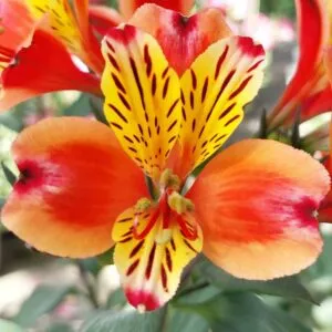 Una folgorante bellezza autunnale una rosella StemFiore con i suoi delicati petali, che profumano di unintensa fragranza, le antere che brillano al sole come piccole gemme e il suo stelo dritto e resistente