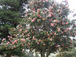 Unimmagine che raffigura lamore e la natura in tutta la sua bellezza un parco ricco di vegetazione, con un boschetto pieno di alberi e fiori, di cui spicca un petalo di rosa che si stacca dal resto Il tutto in unatmosfera di tranquillità e pace