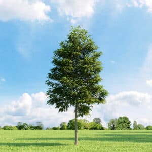 Una quercia secolare sorge in una palude, la sua chioma ondeggia al vento mentre lerba intorno crea unatmosfera di sfida alla natura Una scommessa con il cielo, allaperto, dove la pianta regna sovrana