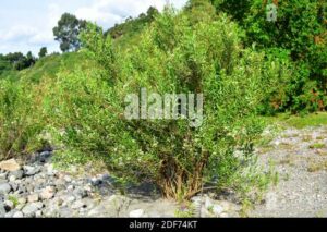 Uno scorcio suggestivo di un boschetto di salici Alaskani che si staglia contro una fresca vegetazione di conifere, tassi e cespugli fioriti, per una spettacolare siepe di BushPiante