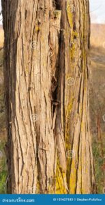 Questa immagine mostra un cedro della Virginia, un albero con un tronco forte e una chioma densa Le sue foglie sono di un verde intenso e, insieme al suo aroma fresco, creano unatmosfera rilassante