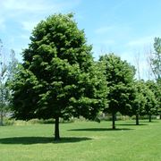 Questa immagine mostra un affascinante paesaggio che comprende un tiglio crimea selvatico, un albero di salice, una quercia, un acero, un prato verde e vari boschetti di vegetazione Tutto ciò è reso ancora più bello dal contrasto tra le foglie di smeraldo di un willow e le foglie rosse dellacero Un quadro che merita assolutamente di essere ammirato