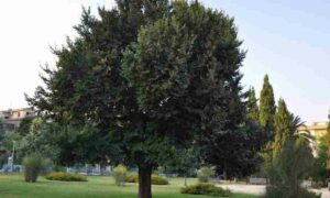 Unimmagine che mostra la natura in tutta la sua bellezza, con un albero di olmo comune, una pianta dedera, un albero conifera, una tuia, unerba e una vegetazione variopinta, tutti disegnati dalla matita di Eduardo