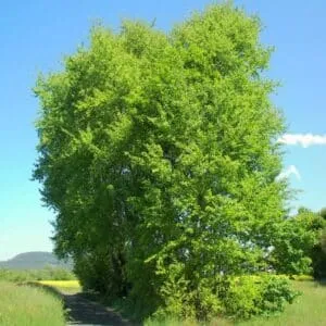 Questa foto meravigliosa mostra una scena di vegetazione allaperto Un pioppo tremulo, un cespuglio di ShrubPianta, un albero di quercia, un albero di tiglio e un bosco di altri alberi in lontananza creano unatmosfera di tranquillità e natura Un boschetto di alberi è la cornice perfetta per una giornata allaperto e una passeggiata nella pace della natura