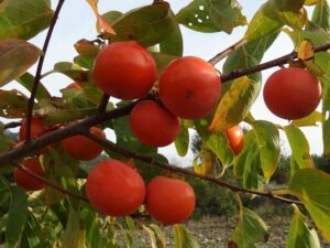 Una persona che raccoglie un kaki dalla pianta produttrice dal gusto simile a quello della mela e della pera, il cachi è una deliziosa varietà di frutta!