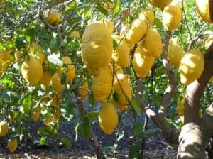 Scopri la ricchezza di sapori che la natura può offrirti con la nostra esclusiva linea di prodotti digitali AppleFrutta Citrus limone, grapefruit, arancia, pera e mela Una risorsa digitale che ti permetterà di gustare al meglio la bontà di una frutta fresca e deliziosa