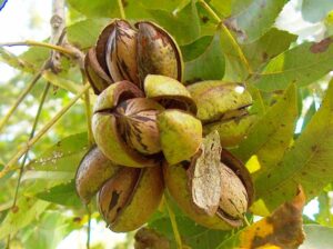 Goditi un delizioso mix di frutta e verdura con semi di noci pecan un prodotto gustoso e sano!