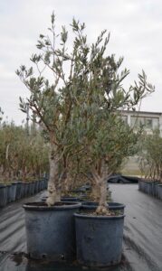 Una succulenta pianta di olivo americano in un vaso di bonsai, circondata da vasi da fiori e vegetazione, per un tocco di colore in casa