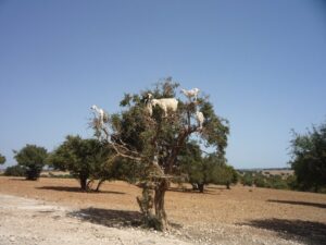 Una fattoria marocchina immersa nella natura, con una suggestiva quercia a fare da cornice al paesaggio Il suolo ricco e fertile è popolato da bestiame selvaggio, tra cui le pecore, che contribuiscono a rendere speciale latmosfera allaperto #FarmSuolo #Albero #Paesaggio #Natura #Allaperto #Bestiame #Pecora #Selvaggio #Fattoria