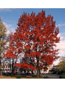 Un gruppo di persone si gode una bella giornata di sole sedute su una panchina di fronte a un albero imponente di quercus rubra, con le sue foglie di acero che catturano la luce del sole Unautomobile parcheggiata accanto al tronco dellalbero dà un tocco di modernità alla scena