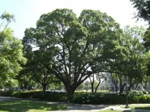 Un paradiso di natura incontaminata, fatto di profumi di cannella, BushQuercia, alberi, boschetti, tigli, erba, tronchi dalbero, parchi, cespugli e vegetazione lussureggiante Un luogo per perdersi e ritrovare sé stessi