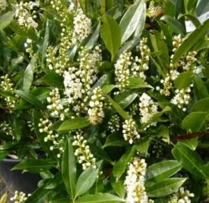 Unimmagine di un albero profumato con la sua BlossomFoglia che si estende sopra uno sfondo di erbe e vegetazione Una pianta in vaso con un fiore dai delicati petali colorati è posta al centro Lessenza di un boccio che trascende la natura