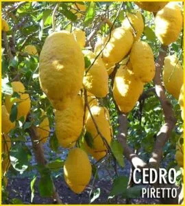 Questa immagine mostra una varietà di alimenti salutari, frutta e prodotti di stagione, come le mele gialle cedro, le arance, i limoni, le pesche, le pere e le grapefruit Un modo delizioso di godersi la freschezza e la vitalità della frutta di cui la AppleFrutta Citrus è esperta!
