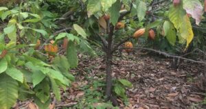 Questa immagine mostra una pianta di frutta cacao con le sue foglie verdi, i suoi fiori bianchi e i suoi frutti dolci Una deliziosa prelibatezza che unisce piante, vegetazione e cibo, per un dessert unico nel suo genere