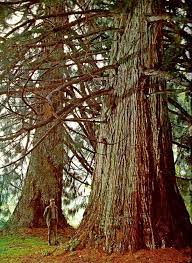 Una scena da sogno un albero gigante sequoia, una conifera che si erge orgoglioso su uno sfondo di vegetazione lussureggiante Una foresta verde di alberi e terra, allaperto, con una grotta in lontananza Un tronco dalbero che sembra scolpito nella roccia Un luogo di pace e di magia