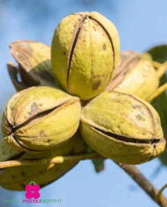 Una combinazione unica di cibi e prodotti noci pecan, arance, grano, nocciole, pallina da tennis e perfino una pera Un mix di verdure e frutta fresca per una dieta sana e nutriente