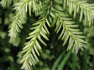 Questa immagine mostra un albero di pino, un membro della famiglia Pinaceae e della specie Pinus Conifera Si tratta di una delle molte varietà di alberi coniferi, come labete e il tasso, che crescono in tutto il mondo È una delle piante più resistenti che popolano i nostri boschi