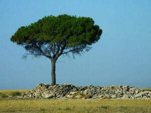 Unimmagine che mostra una prateria inondata di alberi di pino, quercia e altre piante in vaso, creando uno scompiglio di tronchi e terra Unimmagine che rappresenta la natura in tutta la sua bellezza