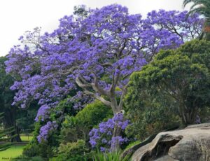 Questa pianta esotica, con i suoi fiori viola e la sua abbondante vegetazione, è una meraviglia della natura Goditi il sole allaperto ammirando lalbero di SunPianta