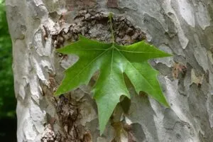 Un albero orientale, una magnifica foresta, ricca di foglie di quercia, di tiglio, di piante ed alberi, con il suo tronco ben dritto Una scena incantevole che si staglia nella nebbia
