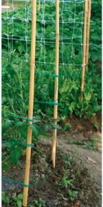Il bambù è una delle piante più versatili e amichevoli per lambiente, perfetto per il giardinaggio allaperto e per godere della natura