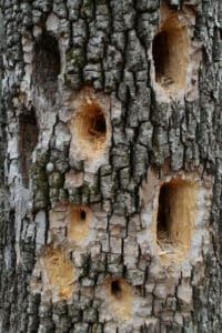 Un tronco dalbero con un buco nella corteccia, circondato da una cenere pallida che testimonia limpatto devastante di una tempesta sulla casa Una pianta che è sopravvissuta alla furia della natura, ma che ha subito danni irreparabili