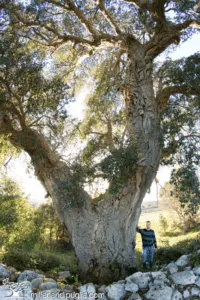 Un uomo adulto si ferma ad ammirare un tronco di quercia da sughero, un albero dalla grande storia ed esperienza che ha visto passare generazioni di persone