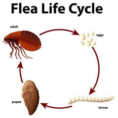 uova di pulci e larve