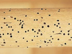 Uova di tarlo, una minaccia per i mobili in legno
