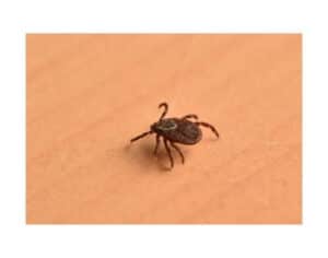 Uova di zecche trovate in casa che necessitano di disinfestazione, solitamente legate alla presenza di piccioni