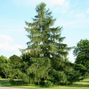 aceaeImmagine di un magnifico larice americano, una conifera appartenente alla famiglia delle Pinaceae La pianta è un albero tipico delle foreste di abete e picea, e la sua bellezza è ineguagliabile