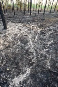 Questa immagine mostra la bellezza della natura con un suolo di cenere pallida ricoperto di vegetazione e un albero che si staglia contro il cielo azzurro Un tranquillo bosco allaperto, che ci ricorda quanto sia importante proteggere la nostra preziosa Terra