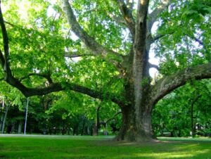 Questa magnifica immagine mostra una varietà di alberi e vegetazione in un parco In primo piano cè un albero di platano comune con le sue foglie grandi e larghe In secondo piano, a sinistra, una foglia di quercia di colore scuro, mentre a destra, un tiglio con le sue foglie di un bel verde brillante Più in lontananza, un boschetto di alberi e un bosco di alberi, con tutta la loro vegetazione verde Una bellissima vista di natura incontaminata!