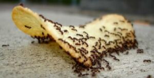Bottiglia di veleno naturale per formiche utilizzato per la disinfestazione ecologica