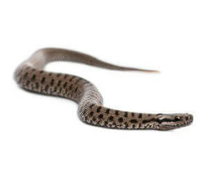 Immagine di una lucertola circondata da una vipera, che rappresenta i segnali di infestazione da parte del veleno delle vipere
