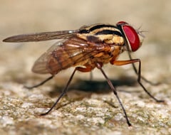 Bottiglia di veleno per mosche utilizzato per la disinfestazione delle mosche