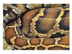 Immagine di una bottiglia di veleno per vipere con unetichetta che dice disinfestazione efficace contro serpenti e rettili