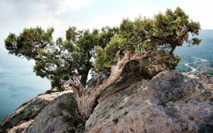Questa immagine mostra come le vendite dirette di LeafAlbero siano unesperienza unica, grazie alla presenza della vegetazione allaperto un tronco dalbero ricoperto di conifere, una roccia, una pianta in vaso, un grande albero con il suo fogliame Tutto questo crea uno scenario naturale che rallegra lo spirito