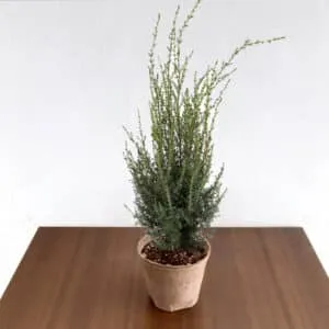 Un tavolo dal piano in legno naturale circondato da una ricca vegetazione unoccasione imperdibile per acquistare i tuoi mobili direttamente dal produttore!