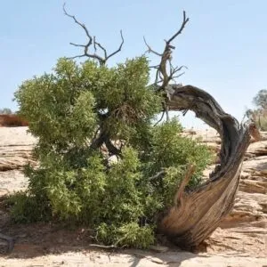 Acquista il nostro TreePianta per rendere la tua casa una oasi di vegetazione cespugli, alberi, piante e altro ancora! Goditi la bellezza della natura con le nostre vendite dirette!