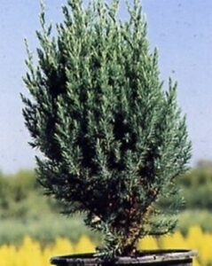 Un albero di pino in vaso, con un germoglio di fiori che sboccia tra la sua vegetazione, simbolo del successo di una azienda che sfrutta le vendite dirette Una conifera dal carattere unico che cresce visibilmente, come le tue vendite