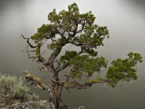 Questa immagine mostra una scena di magia naturale una pianta in vaso, un albero di quercia, una conifera bonsai, un tronco dalbero con le sue radici aeree, e una ricca vegetazione circostante Tutto ciò è ideale per le vendite dirette, offrendo una varietà di esperienze uniche e di grande bellezza