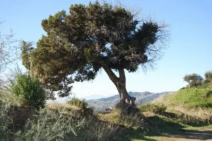 Una simbiosi unica tra la natura e luomo una pianta di Redwood in un vaso, tra una quercia, un tiglio, una sequoia, ed una conifera, creano una scena di vegetazione unica, perfetta per le vendite dirette