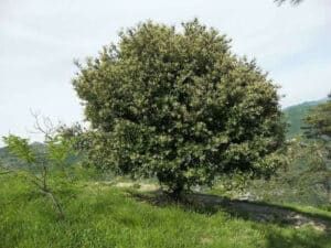 Una vista di una vegetazione verde lussureggiante, fatta di cespugli e foglie di LeafPlant che sembrano brillare sotto il sole